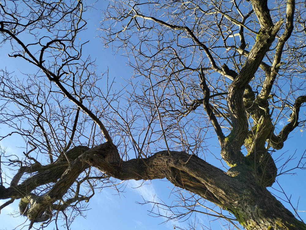 Tree at the water reservoir in the Black Mountains Wales