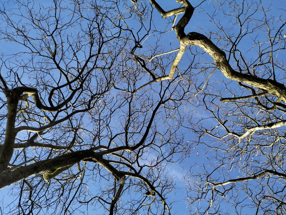 Treebranches at the water reservoir in the Black Mountains Wales