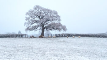 Wales Dingestow Court Old Lands Monmouthshire snow landscapes