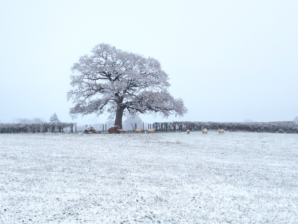 A Tree for Christmas