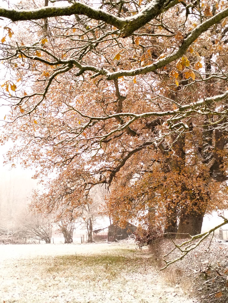 Wales Dingestow Court Old Lands Monmouthshire snow landscapes