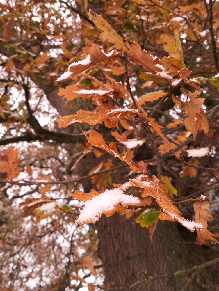 Wales Dingestow Court Old Lands Monmouthshire snow landscapes