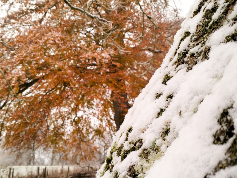 Wales Dingestow Court Old Lands Monmouthshire snow landscapes