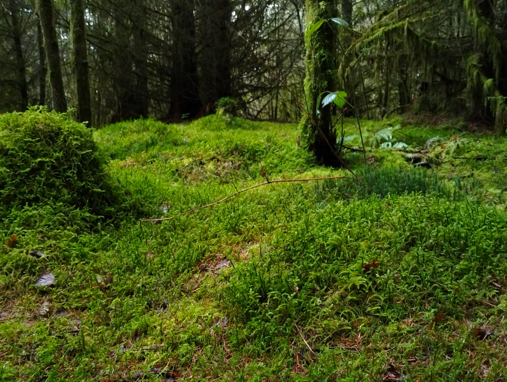 The Enchanted Forest in magical Wales Brecon Beaons Stephanie Joyous Mind Travel blog Fairy Fungi moss rainforest