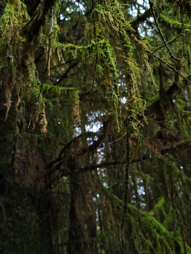 The Enchanted Forest in magical Wales Brecon Beaons Stephanie Joyous Mind Travel blog Fairy Fungi moss rainforest