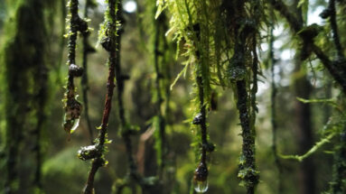 The Enchanted Forest in magical Wales Brecon Beaons Stephanie Joyous Mind Travel blog Fairy Fungi moss rainforest