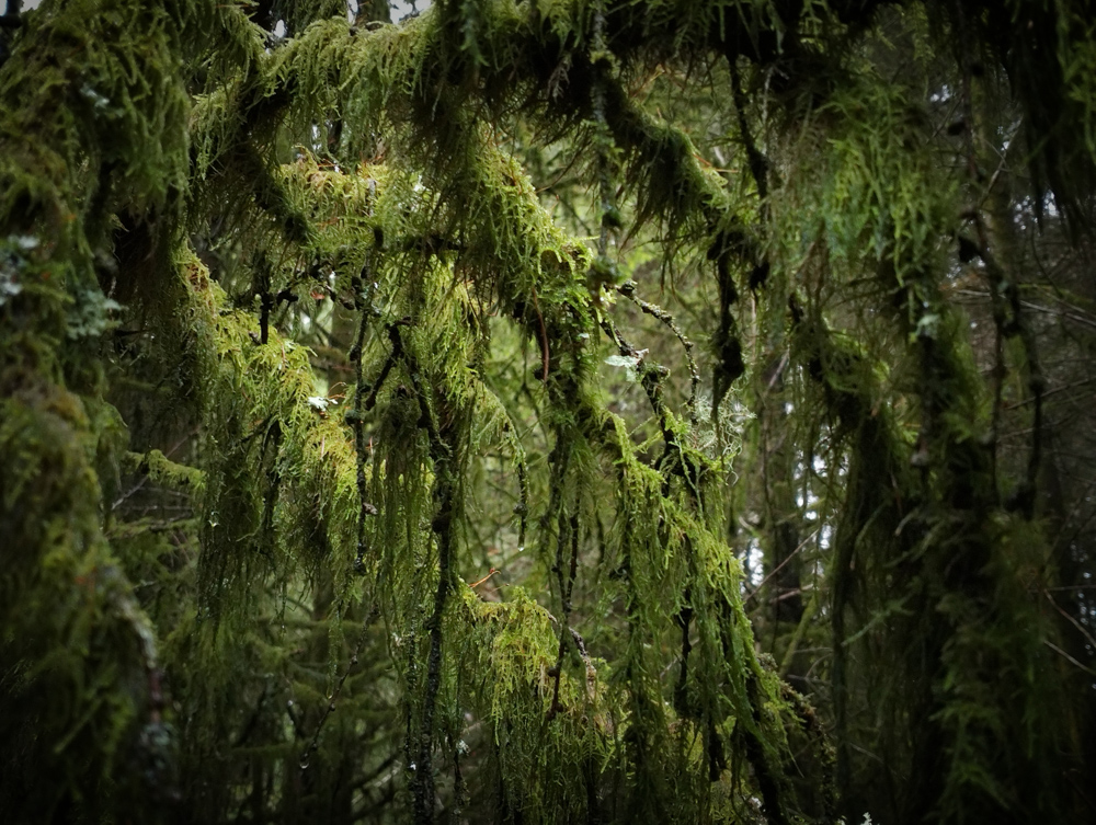 The Enchanted Forest in magical Wales Brecon Beaons Stephanie Joyous Mind Travel blog Fairy Fungi moss rainforest