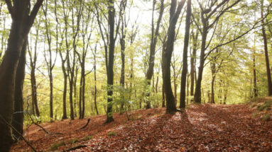 Wendover Woods England Britain UK