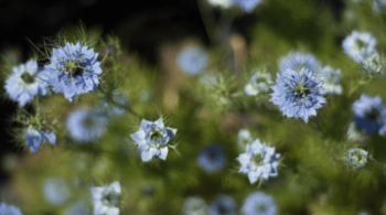 Beautiful flowers in the garden macro photography