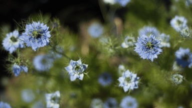 Beautiful flowers in the garden macro photography