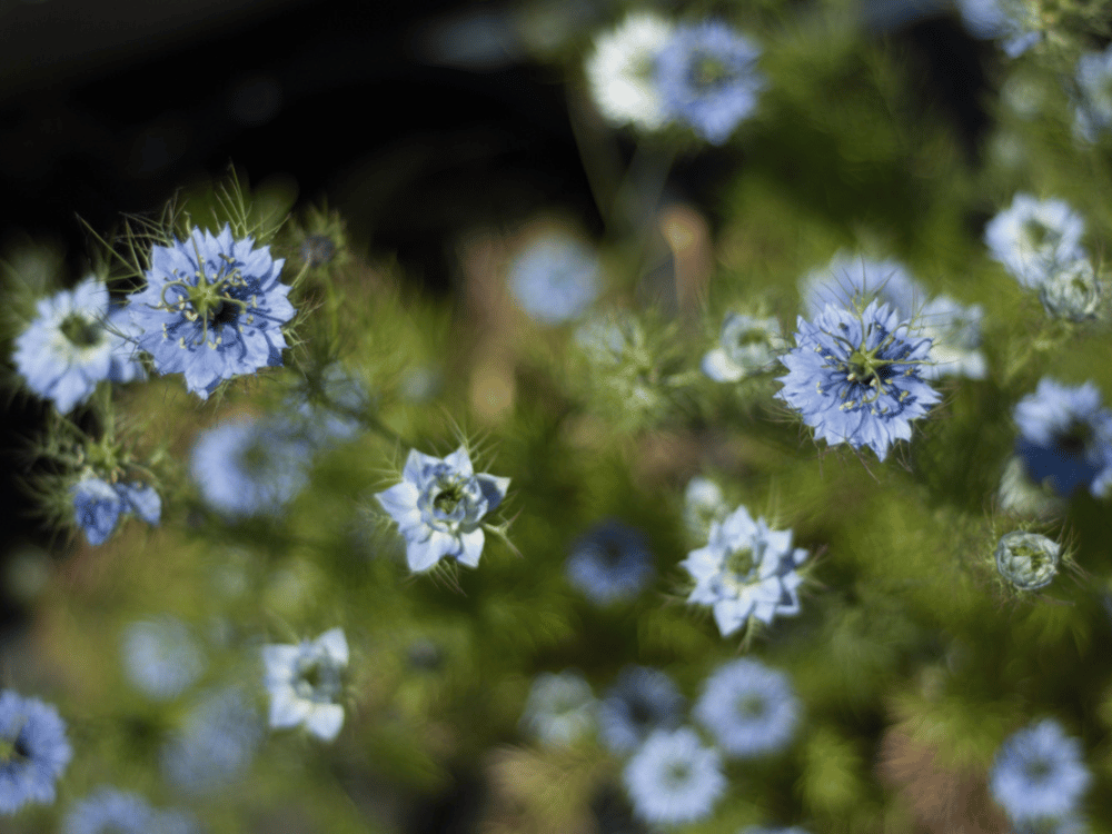 Beautiful flowers in the garden macro photography