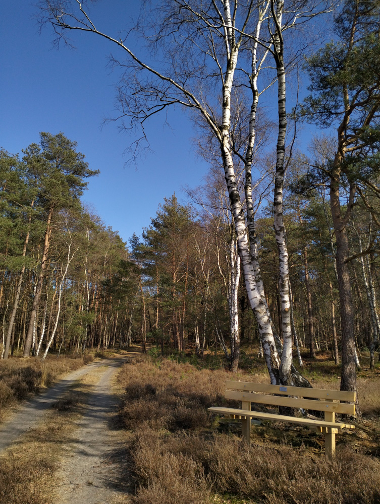 De Veluwe Holland Nederland Stakenberg Elspeet