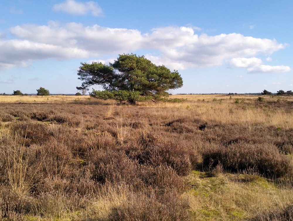 De Veluwe Holland Nederland Stakenberg Elspeet