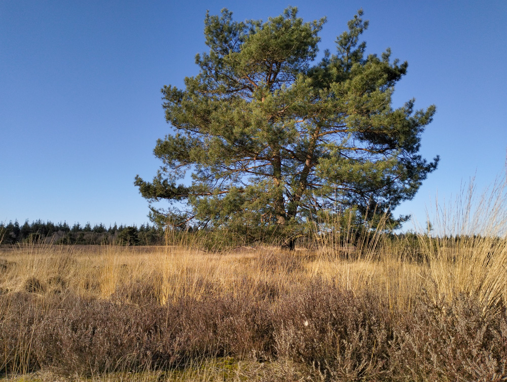 De Veluwe Holland Nederland Stakenberg Elspeet