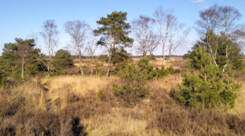 De Veluwe Holland Nederland Stakenberg Elspeet