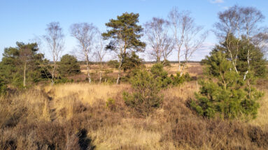 De Veluwe Holland Nederland Stakenberg Elspeet