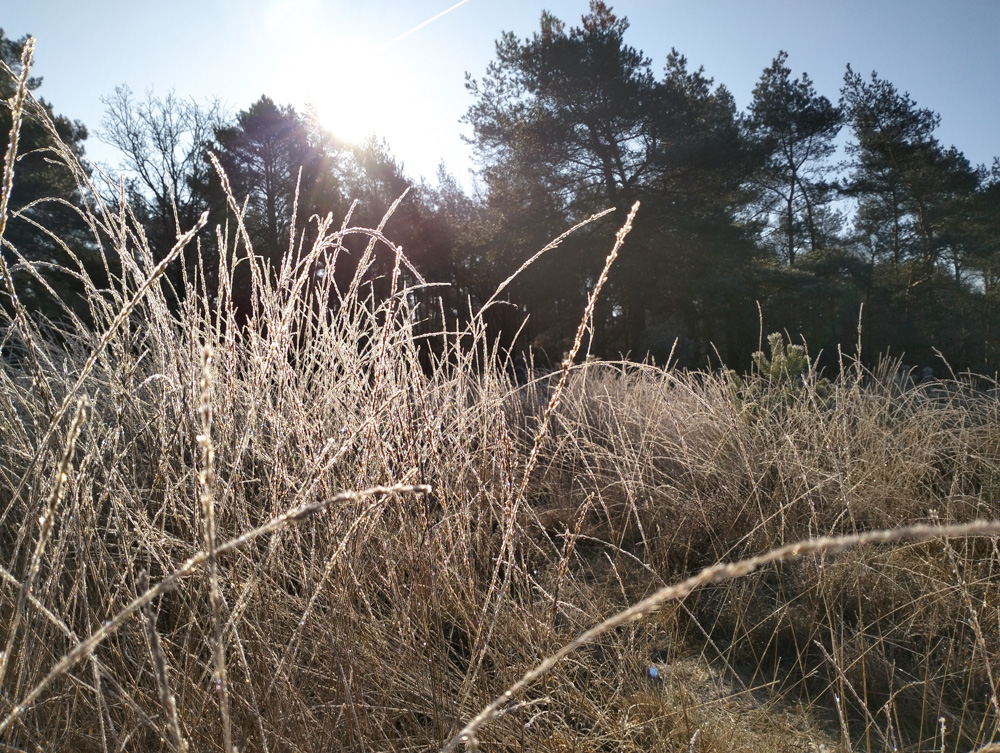 De Veluwe Holland Nederland Stakenberg Elspeet