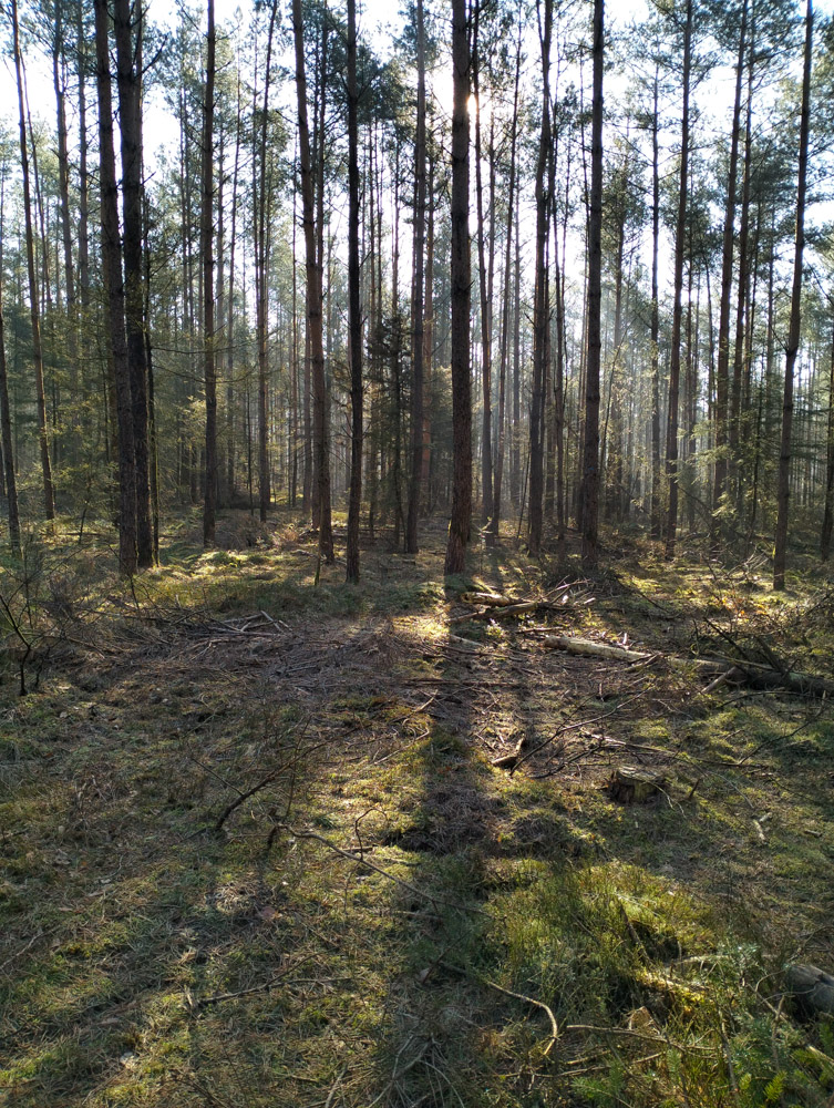 De Veluwe Holland Nederland Stakenberg Elspeet