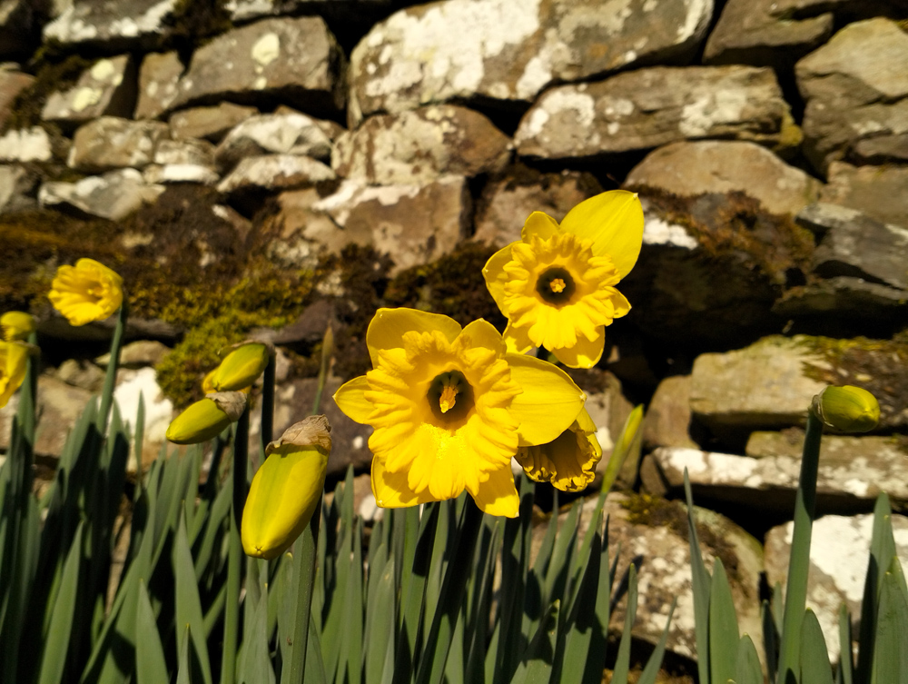 IMG20250318162000 Simonstone Shaw Gyll High Shaw Low Shaw Stags fell daffodills North Yorkshire Dales