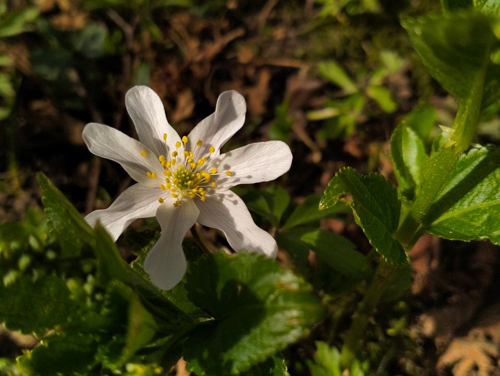 IMG20250326142552 Flower in woodland North Yorkshire Dales Aysgarth